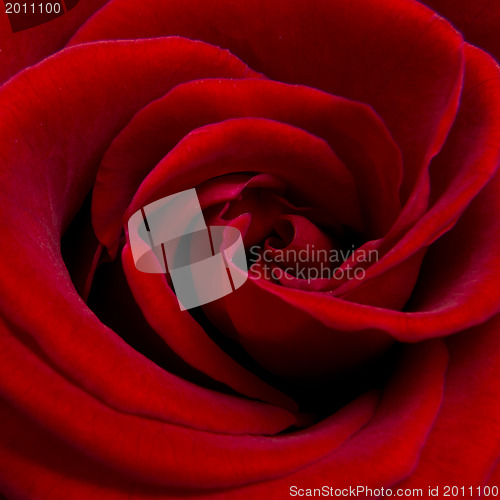 Image of red rose