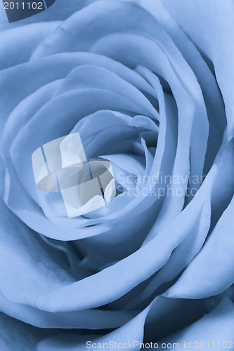 Image of blue rose close up