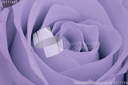 Image of violet rose close up