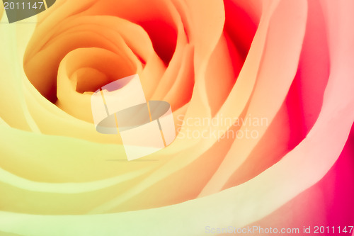Image of multicolor rose