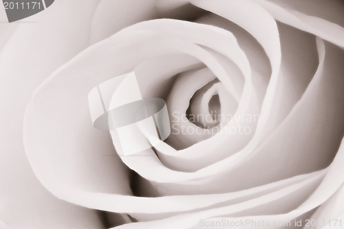 Image of white rose close up