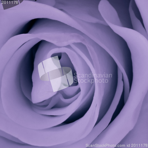 Image of violet rose close up