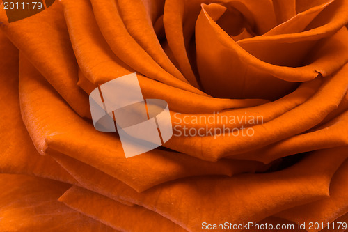 Image of orange rose