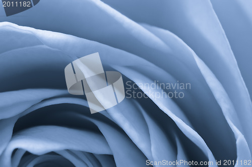 Image of blue rose macro