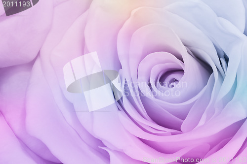 Image of multicolor rose