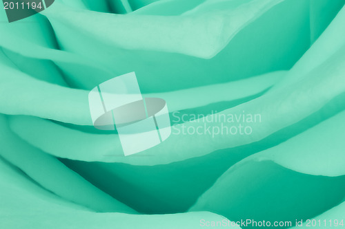 Image of green rose close up