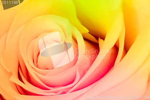 Image of multicolor rose