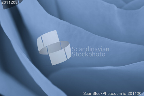Image of blue rose macro