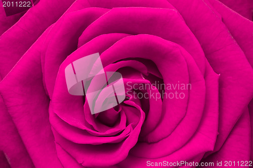 Image of pink rose