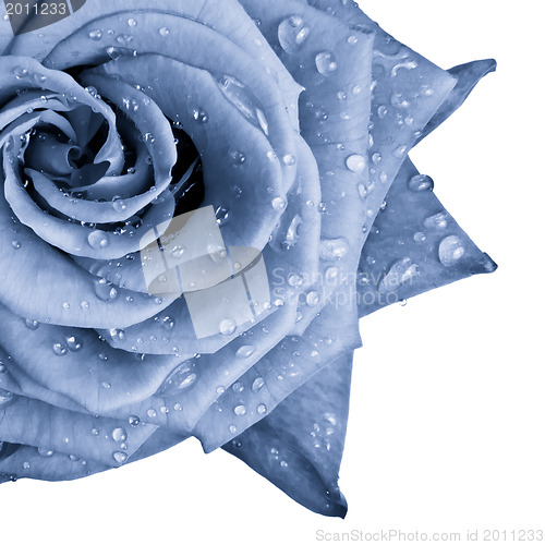 Image of blue rose