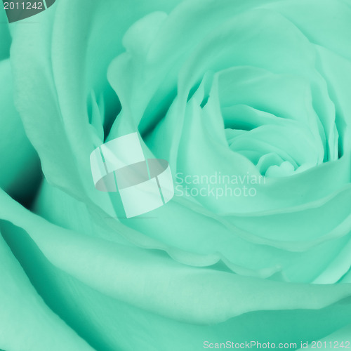 Image of green rose close up