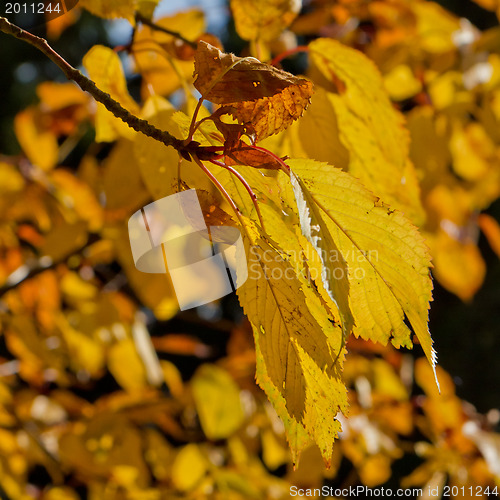 Image of autumn foliage