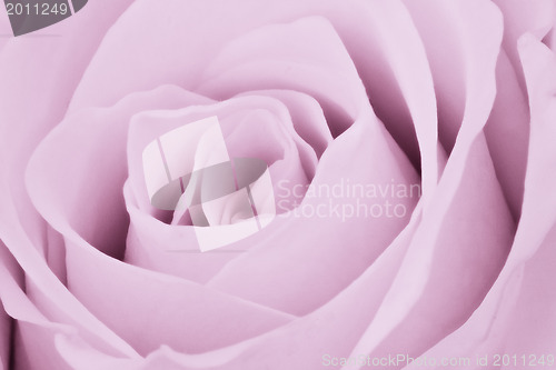 Image of violet rose close up