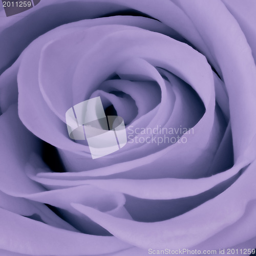 Image of violet rose close up