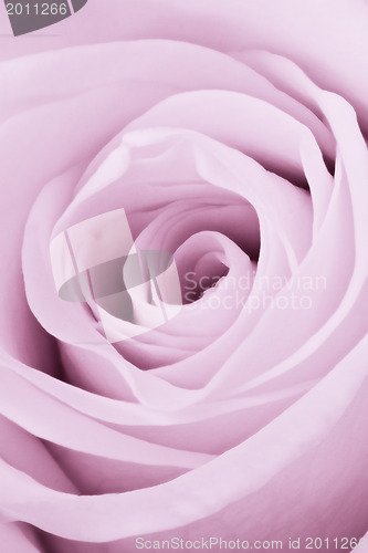 Image of violet rose close up