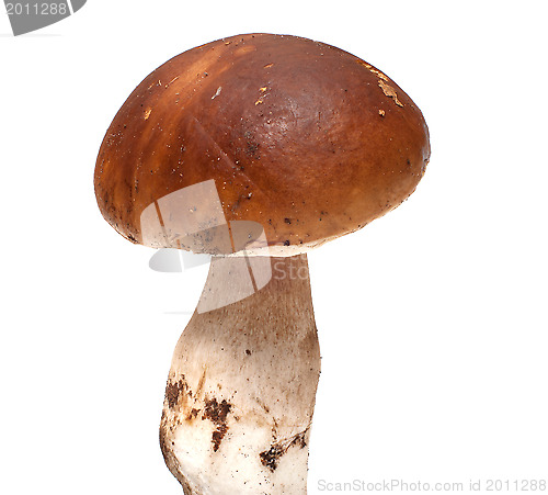 Image of Mushroom.