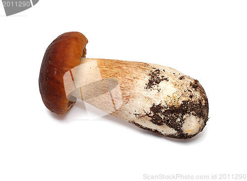 Image of Mushroom.