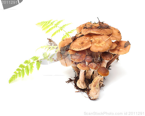 Image of Armillaria.