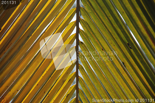 Image of coconut leave