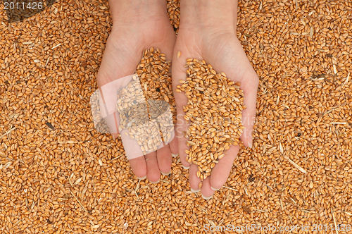 Image of crop wheat