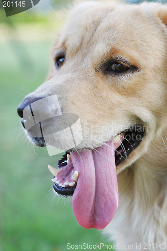 Image of Dog with its tongue hanging out