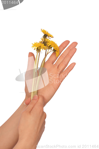 Image of yellow dandelions