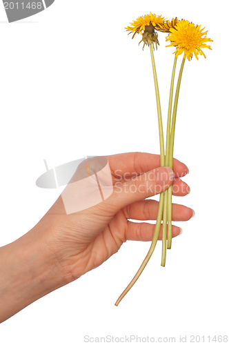 Image of yellow dandelions