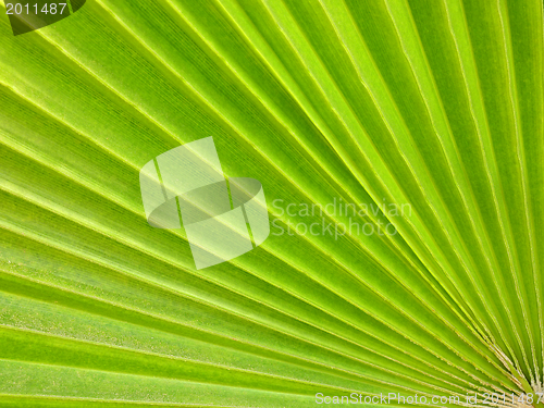 Image of palm leaf