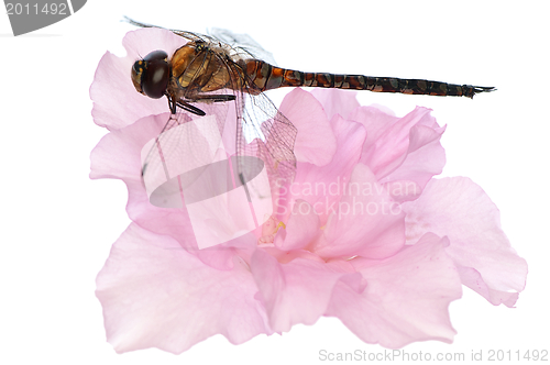 Image of dragonfly