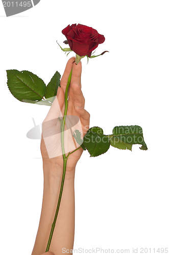 Image of red rose