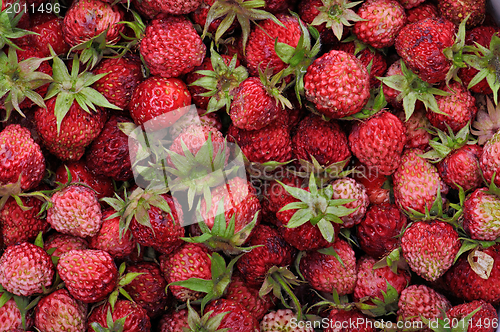 Image of Strawberry