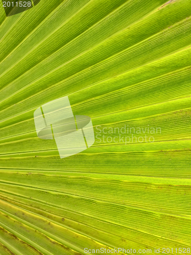 Image of palm leaf