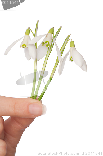 Image of snowdrops