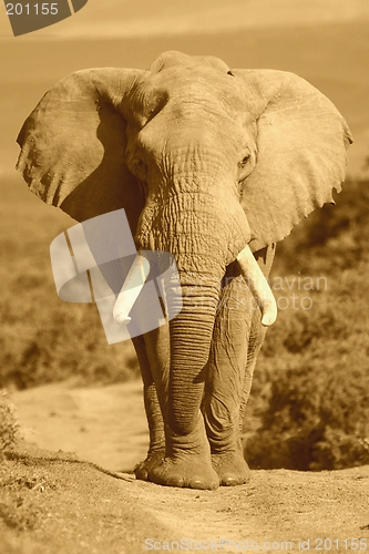 Image of Elephant Portrait