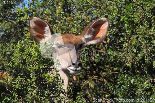 Image of All Ears