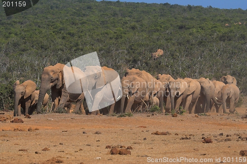 Image of Follow The Leader