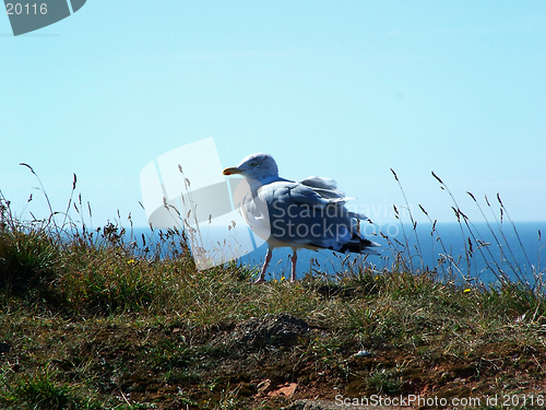 Image of Seagull