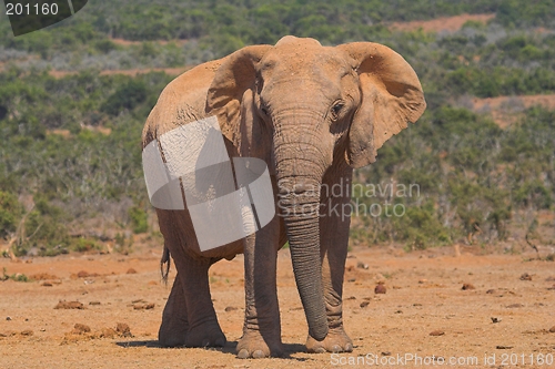 Image of Elephant