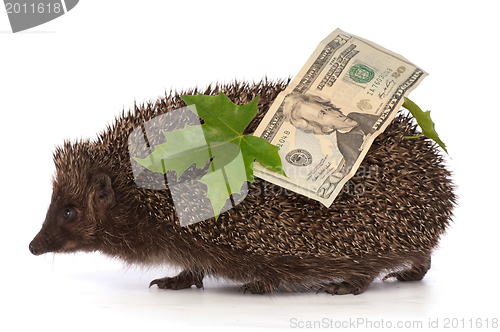 Image of hedgehog with dollars profit