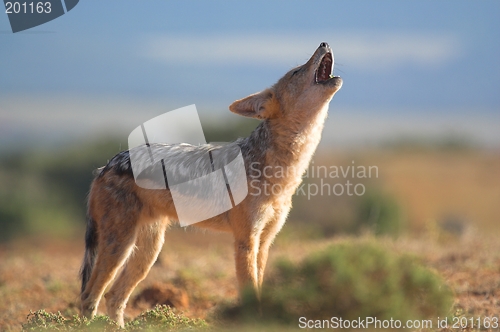 Image of Howling Jackal