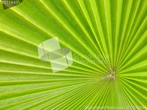 Image of palm leaf