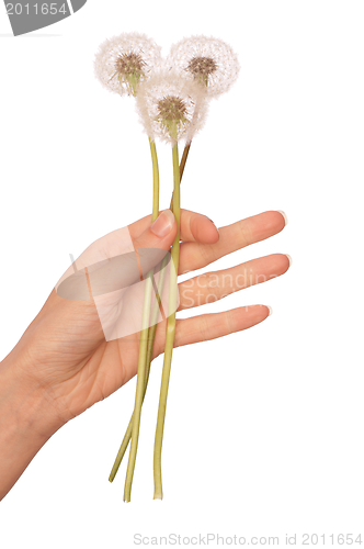 Image of fluffy blowball