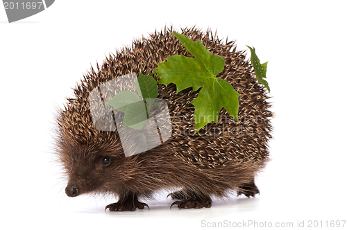 Image of hedgehog with green leafs