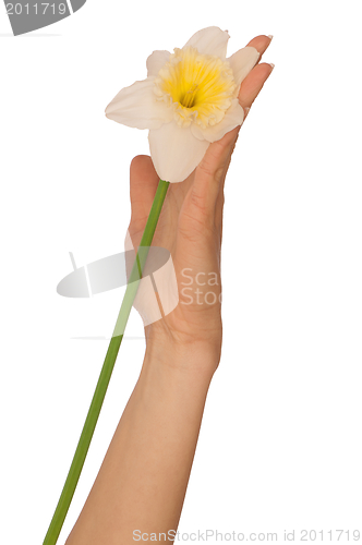 Image of white narcissus