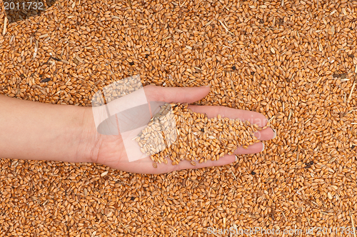 Image of crop wheat