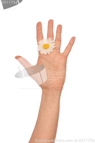 Image of white daisy