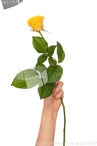 Image of yellow rose