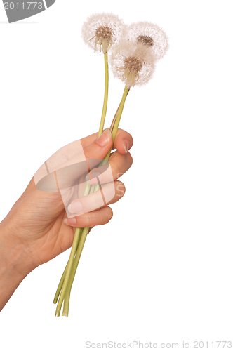 Image of blowballs