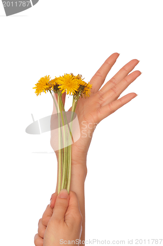 Image of yellow dandelions