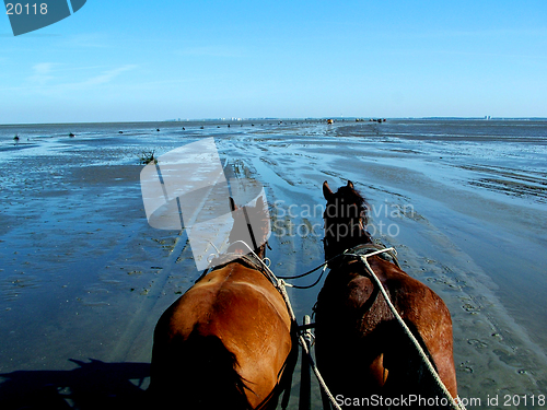 Image of Horses and low tide